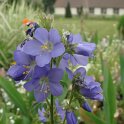 Polemonium caeruleum